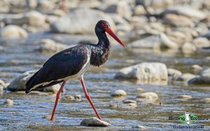 Poland birding tours