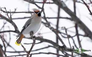 Poland birding tours