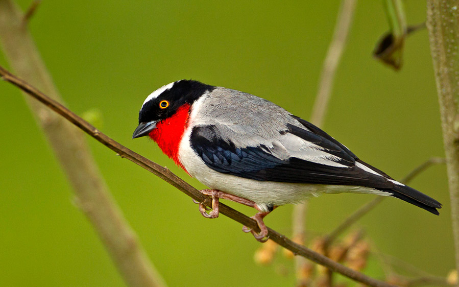 Brazil birding tour