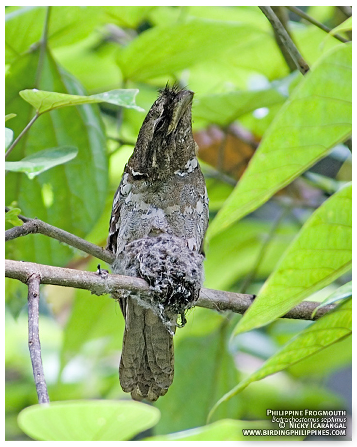 Philippine Frogmouth