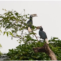 Palawan Hornbills