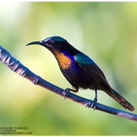 Copper-throated Sunbird