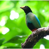 Hooded Pitta