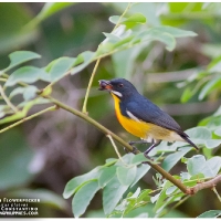 Palawan Flowerpecker