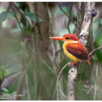 Oriental Dwarf Kingfisher