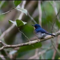 Palawan Blue Flycatcher