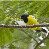 Palawan Tit