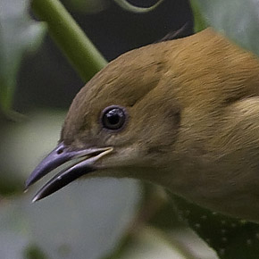 Cinnamon Ibon by Nicky Icarangal JR/www. birding philippines .com