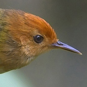 Rufous-headed Tailorbird  by Nicky Icarangal JR/www. birding philippines .com