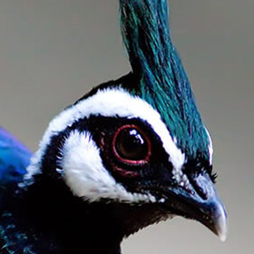 Palawan Peacock Pheasant by Nicky Icarangal JR/www. birding philippines .com