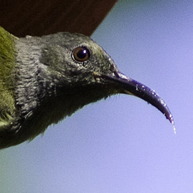 Grey-hooded Sunbird Copyright Adrian Constantino/www. birding philippines .com