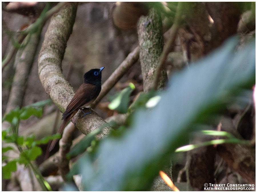 Japanese Paradise Flycatcher (Female)  Trinket Constantino / www.birdingphilippines.com