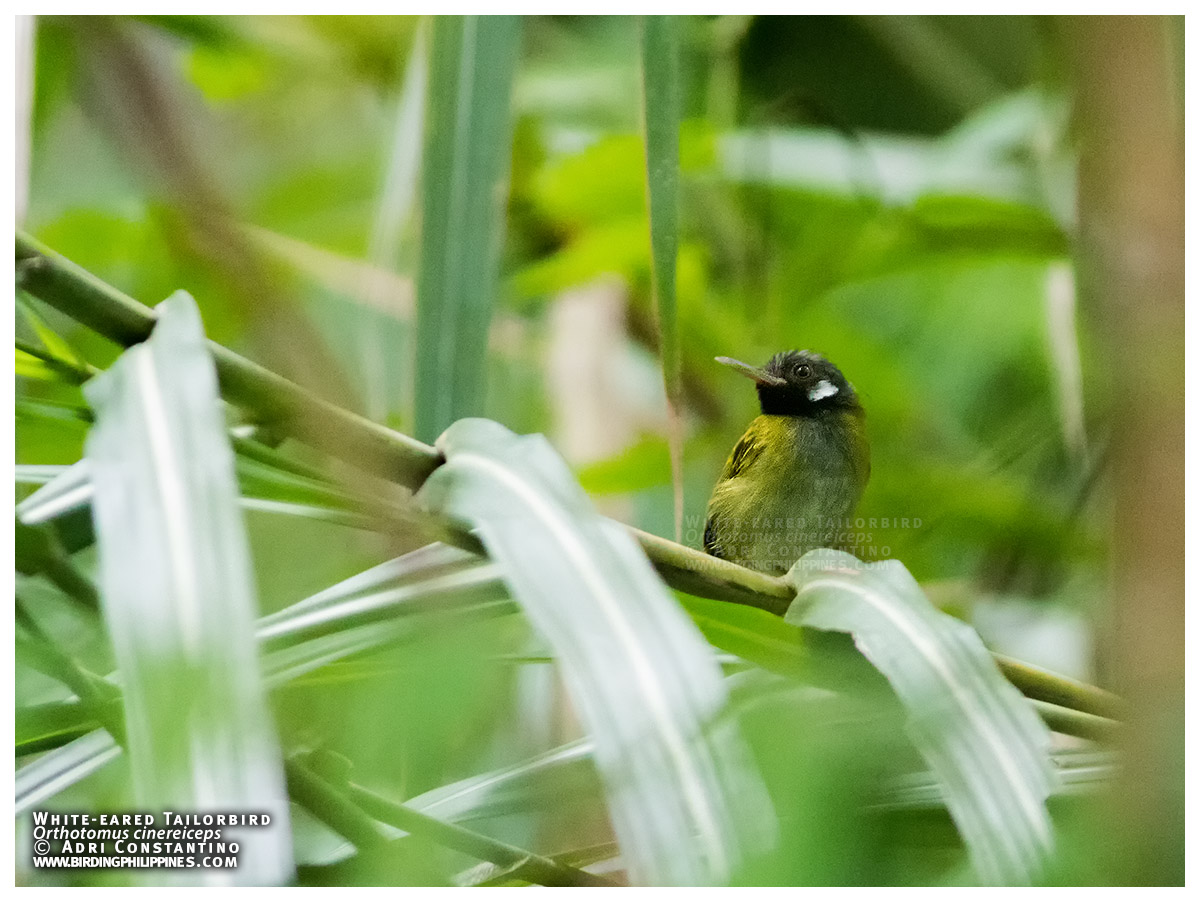 White-eared Tailorbird