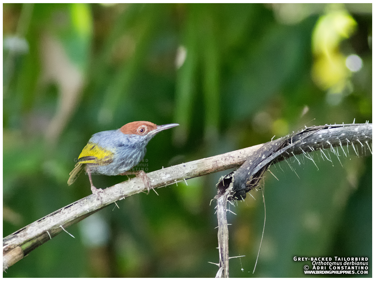 Grey-backed Tailorbird