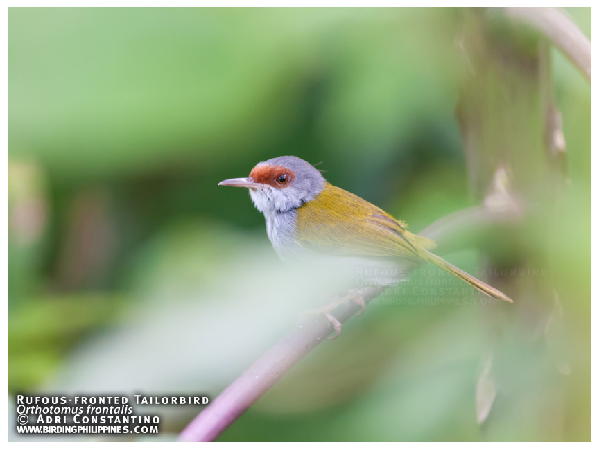 Rufous-fronted Tailorbird