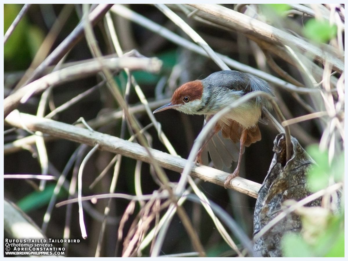 Rufous-tailed Tailorbird