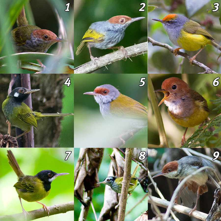 Tailorbirds of the Philippines