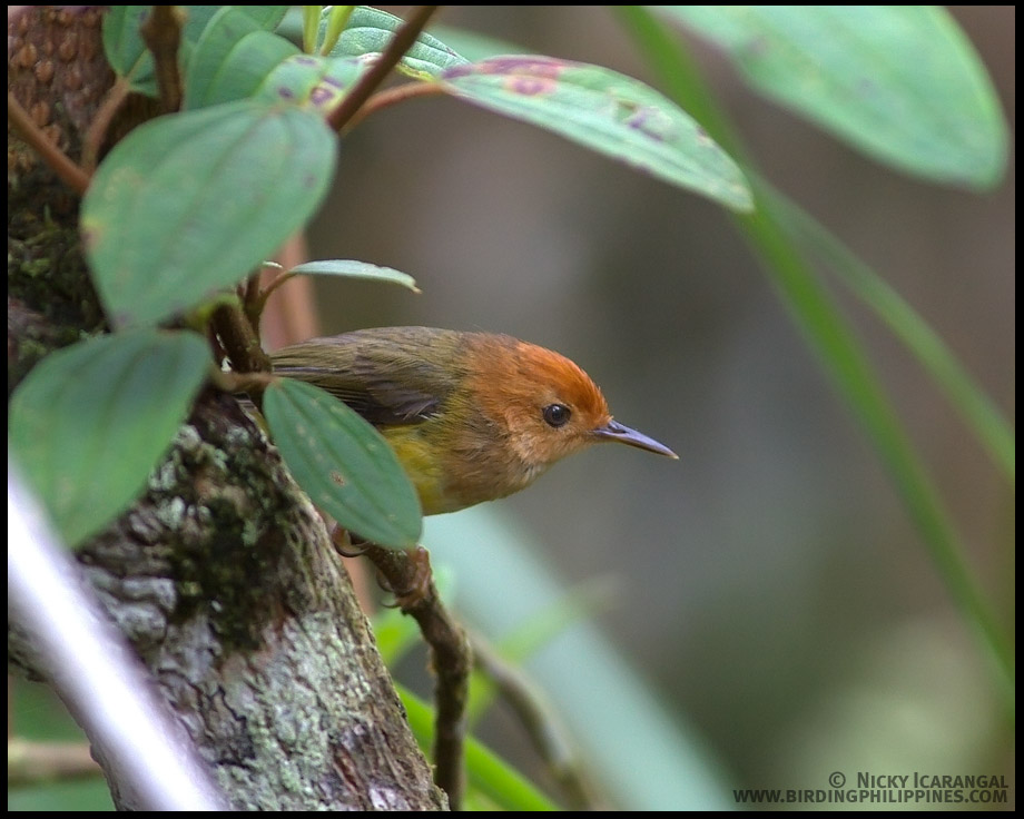 Rufous-headed Tailorbird