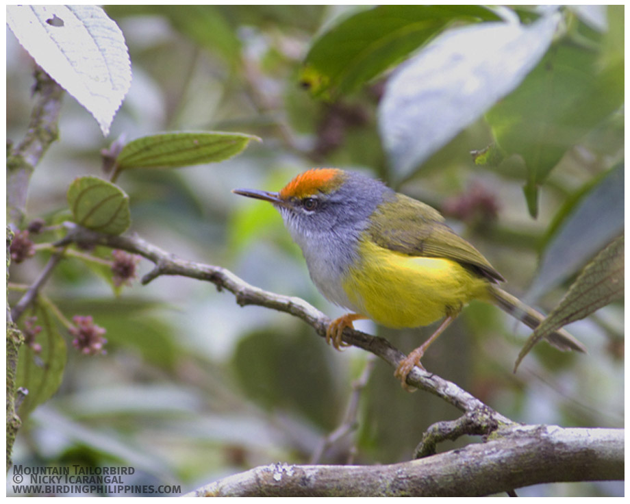 Mountain Tailorbird