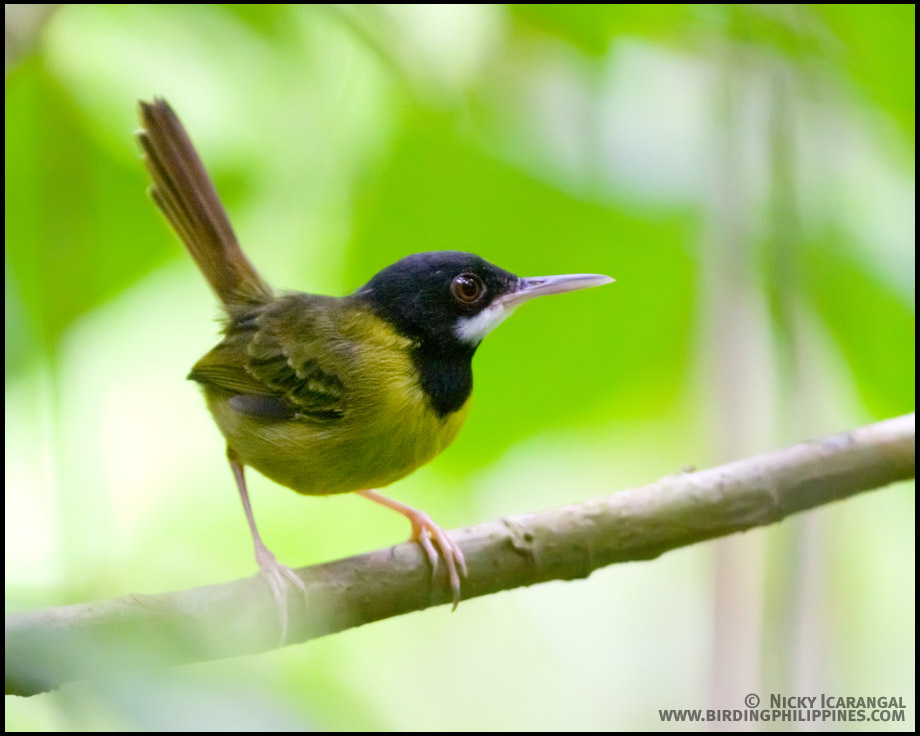 Yellow-breasted Tailorbird