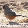 Abert's Towhee