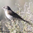 Bell's Sparrow