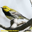 Black-throated Green Warbler