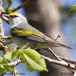 Brewster's_Warbler