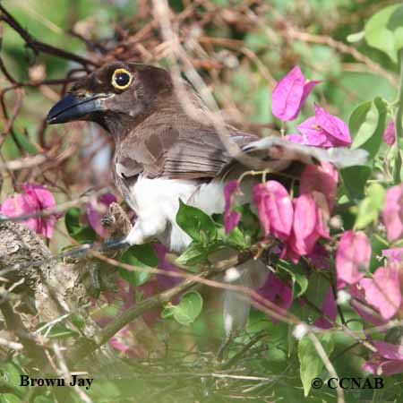 Birds of North America