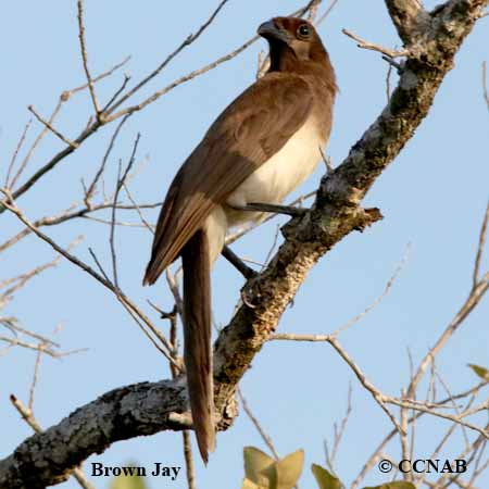 Birds of North America