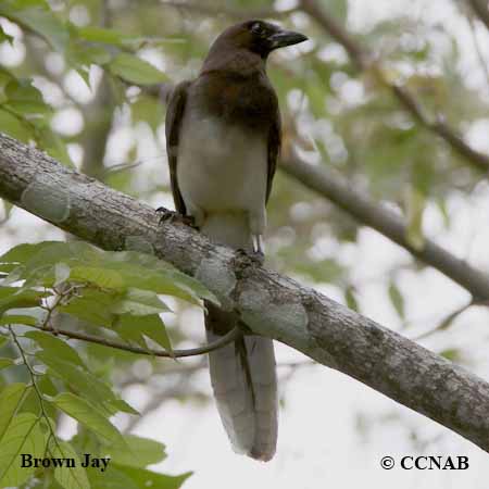 Birds of North America