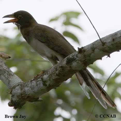 Birds of North America