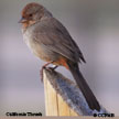 California Towhee