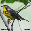 Canada Warbler