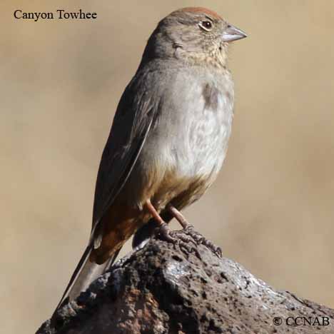 Birds of North America