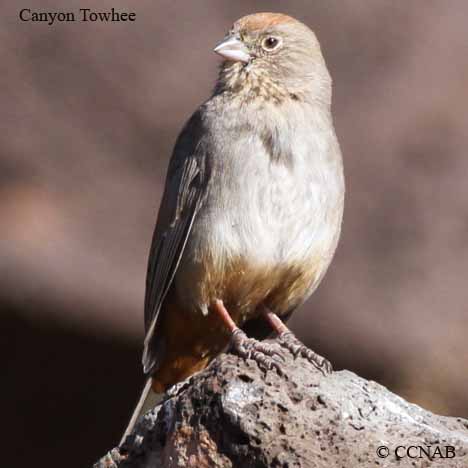 Birds of North America