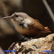 Canyon Wren