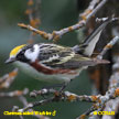 Chestnut-sided Warbler