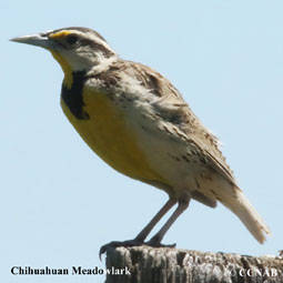 Chihuahuan Meadowlark