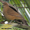 Clay-colored Thrush