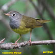 Connecticut Warbler