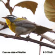 Crescent-chested Warbler