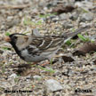 Harris's Sparrow