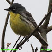 Kirtland's Warbler