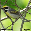 Lawrence's Warbler