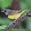 Mourning Warbler