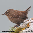 Pacific Wren