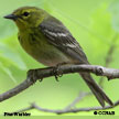 Pine Warbler