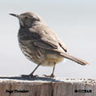 Sage Thrasher