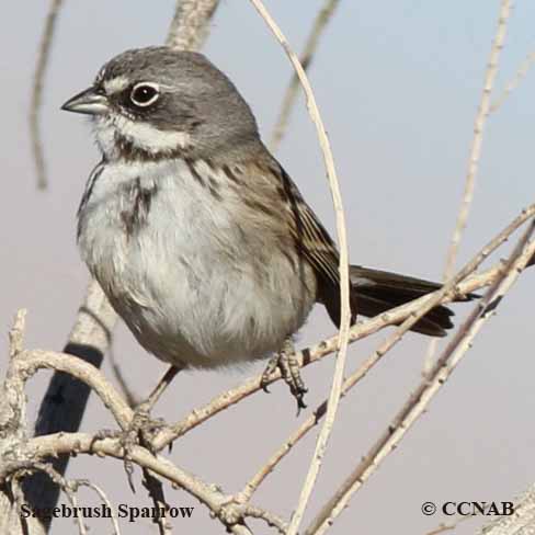 Birds of North America